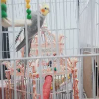 عروس هلندی نر|پرنده|دهلران, |دیوار