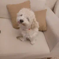 فروش سگ خانگی ماده