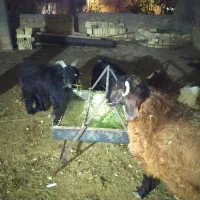 بره ،بزغاله|حیوانات مزرعه|مبارکه, |دیوار