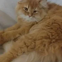 واگذاری گریه پرشین میکس