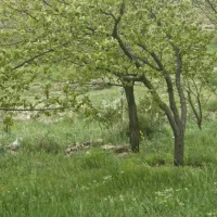 باغ در روستای گنزنه