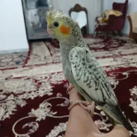 جوجه عروس