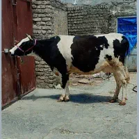 گاو هلشتاین