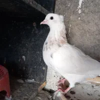 طوقی|پرنده|هرسین, |دیوار