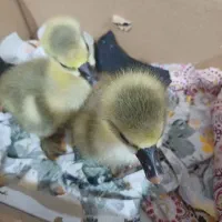 دوعدد بچه قوغاز