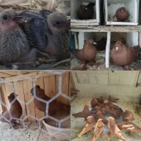 کبوتر راعبی نژاد اصل|پرنده|قم, پردیسان|دیوار