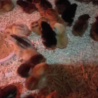 جوجه یک روزه