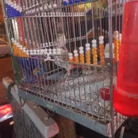 سهره قناری|پرنده|رباطکریم, رباطکریم|دیوار