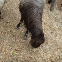 قوچ افشار|حیوانات مزرعه|جغتای, |دیوار