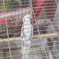 سه عدد عروس مولد