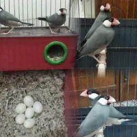 فنچ نرگسی|پرنده|سیرجان, |دیوار