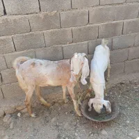 بز و کهره نر. بردخون|حیوانات مزرعه|بندر کنگان, |دیوار