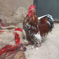 تخم نطفه دار کوشین ردملتد