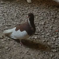 کبوتر خوشرنگ