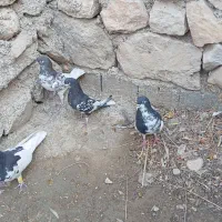 یال سیاه یال قهویی