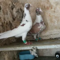 کفتر پرشی المانی پلنگ سرخ سیاه سبز کاکلی‌ یهودی|پرنده|مشهد, نظام دوست|دیوار