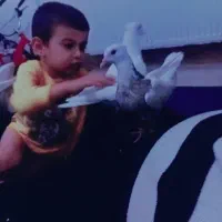 جوجه طوقی هفت رنگ خوشکل پرداخته ۸۰۰ تازه دستی شده|پرنده|تربت جام, تیپ ۳۸ زرهی تربت جام|دیوار