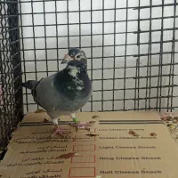 مسافتی|پرنده|زاهدان, |دیوار