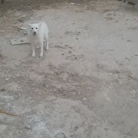 سگ خارجی