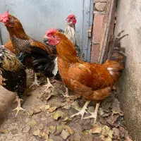 خروس دو رگ چهل تاج|حیوانات مزرعه|آمل, |دیوار