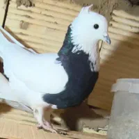 یک جفت کبوتر طوقی نر وماده 1.500.000