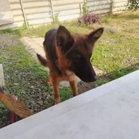 سگ ژرمن شولاین اصلی ماده