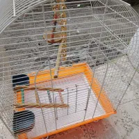 قفس پرنده|لوازم جانبی حیوانات|رشت, پیرکلاچای|دیوار