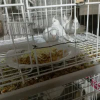 جوجه عروس هلندی و مولد|پرنده|خاش, |دیوار