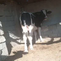 گوساله دونرخارجی