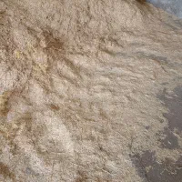 کاه دیم امسال تازه