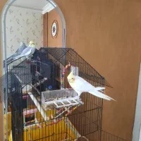 عروس هلندی جوان دستی