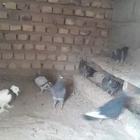 این کبوتر ها رو دزد برده هر کی پیداکن