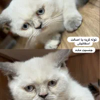 گربه اسکاتیش ماده دوماهه
