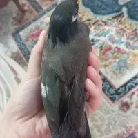 مرغ مینا سخنگو دستی رام|پرنده|تربتحیدریه, باغ سلطانی|دیوار