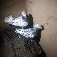 کبوتر|پرنده|فیروزه, |دیوار