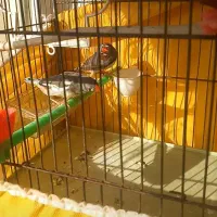 یک جفت فنج کینگ