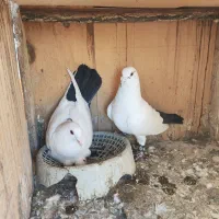 جفت دم سیاه دم گرد|پرنده|رفسنجان, |دیوار