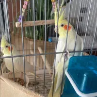 عروس هلندی|پرنده|حاجی آباد, |دیوار