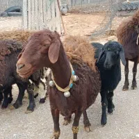 گوسفند داشتی|حیوانات مزرعه|فیروزآباد (لرستان), |دیوار