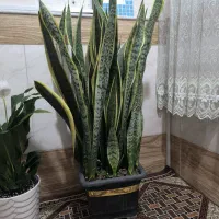 غول پیکر سانسوریا ابلغ|گل و گیاه طبیعی|قم, شهرک فاطمیه|دیوار