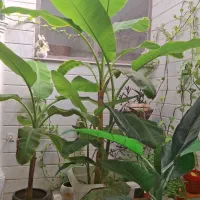 خونه-اجاره-ایی