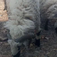 گوسفند