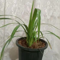 9 عدد گل طبیعی|گل و گیاه طبیعی|فارسان, |دیوار