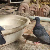 ۳تا نر زاغ ویدونه ماده زرد|پرنده|کرمان, |دیوار