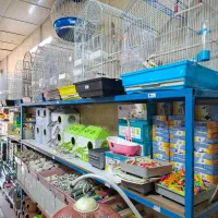 پرنده ...|پرنده|قم, نیروگاه|دیوار