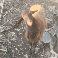 گوسفند|حیوانات مزرعه|تاتار علیا, |دیوار