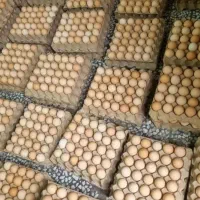 تخم مرغ رسمی محلی