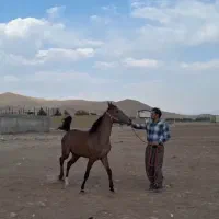 مادیون کره ساواش|اسب و تجهیزات اسب‌سواری|خرم‌آباد, |دیوار