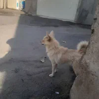 کوا|سگ|اسدآباد, |دیوار