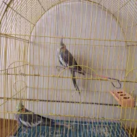 عروس هلندی|پرنده|فارسان, |دیوار